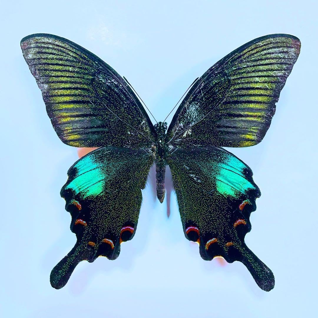 Yahoo!オークション - 外国産蝶標本 タカネクジャクアゲハ A-♀ イン